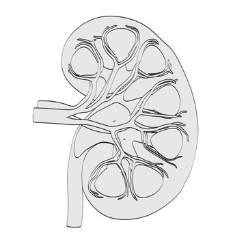 2d cartoon illustration of kidney