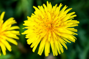 yellow blooming dandelions on background