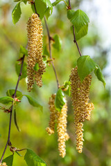 Closeup of flowering birch tree in early spring