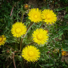 Young dandelion bloom outdoors