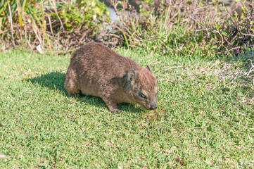 Young rock hyrax
