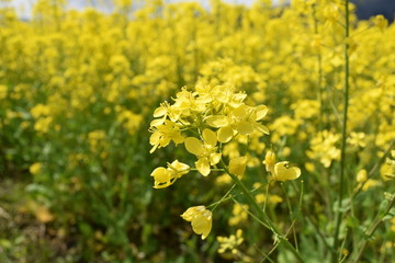 Fototapeta premium 菜の花／満開の菜の花を撮影した、春イメージの写真です。