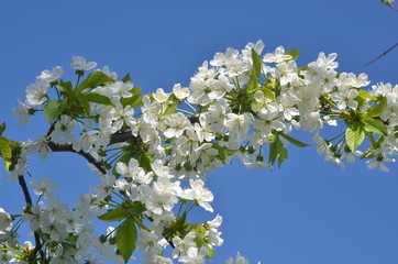 spring flowers of cherry