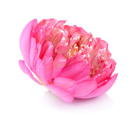 lotus flower on white background