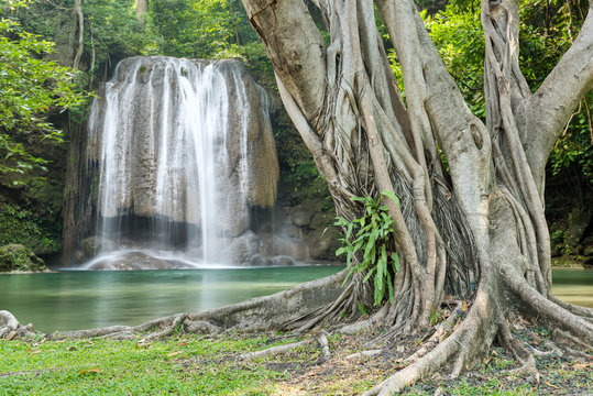 Roots Of Big Tree With Waterfall Background