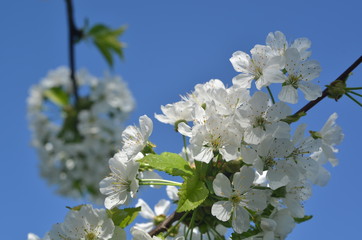 spring flowers of cherry