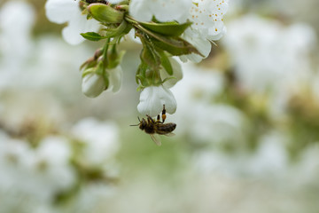 Biene auf Kirschblüte © rekre89