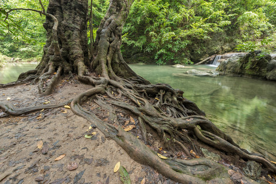 Fototapeta Roots of big tree with waterfall in the forest