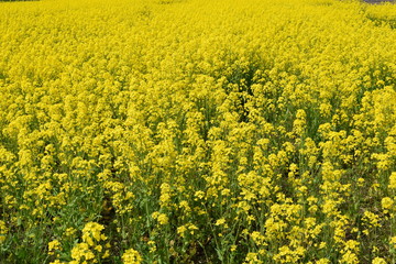 Obraz premium 菜の花／満開の菜の花を撮影した、春イメージの写真です。