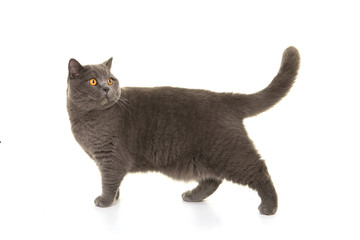 Grey british shorthair at walking and looking back on a white background - obrazy, fototapety, plakaty