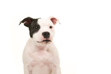 Portrait of a black and white pit bull terrier facing the camera isolated on a white background