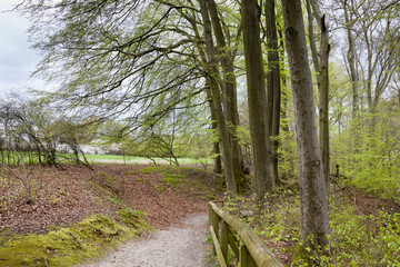 Buchenwald im Frühling, Sauerland, Nordrhein-Westfalen, Deutschland