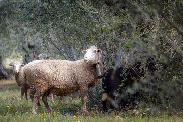 Oveja Española. Oveja merina blanca. Oveja merina extremeña. Ovejas pastando en el campo