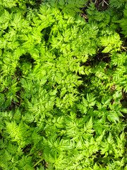 Fototapeta premium Hemlock