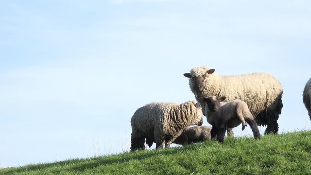 Schafe mit L&auml;mmer auf der Wiese