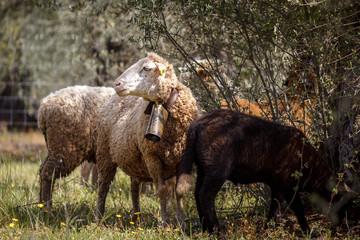 Fototapeta premium Oveja Española. Oveja merina blanca. Oveja merina extremeña. Ovejas pastando en el campo