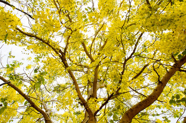 Yellow flower nature background