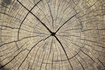 Tree stump with cracks, texture or background