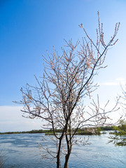 Fototapeta na wymiar apricot tree in blossom on spring