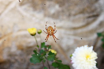 Cross Spider Close Up