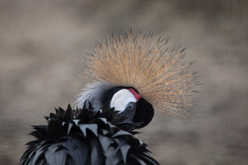 Fototapeta premium Grey crowned crane (Balearica regulorum).