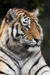 Siberian tiger (Panthera tigris altaica)