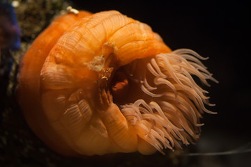 Beadlet anemone (Actinia equine). © Vladimir Wrangel