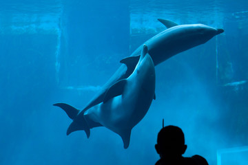 Common bottlenose dolphin (Tursiops truncatus).
