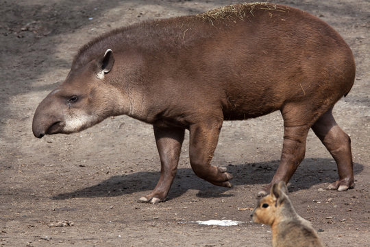 South American Tapir (Tapirus Terrestris)