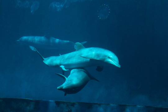 Common bottlenose dolphin (Tursiops truncatus).