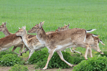 Naklejka na ściany i meble group of deers - sika wild / does