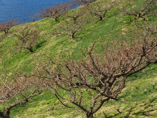 北海道　壮瞥梅公園