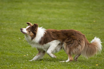 Border collie trekt de aandacht.