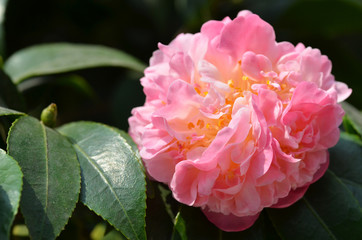 Pink camelia flower