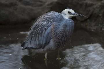 Australische witwangreiger loopt door het water.