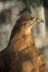 Arend buizerd is alert.