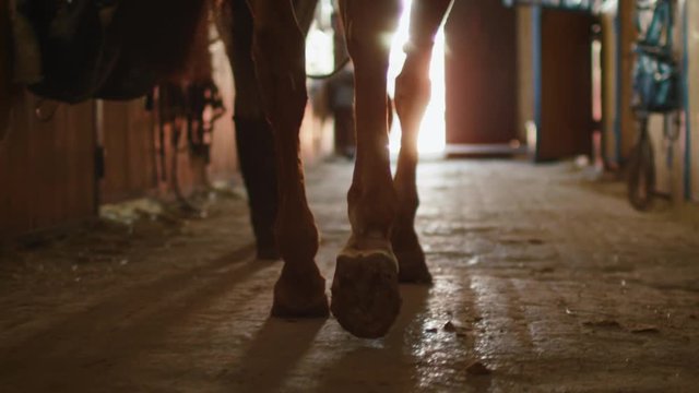 Footage of horse's legs walking through stable. Shot on RED Cinema Camera.