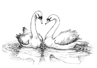 Fototapeta premium Two swans on lake