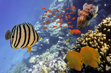 Naklejka na ściany i meble Coral Reef and Tropical Fish in the Red Sea, Egypt