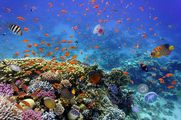 Coral Reef and Tropical Fish in the Red Sea