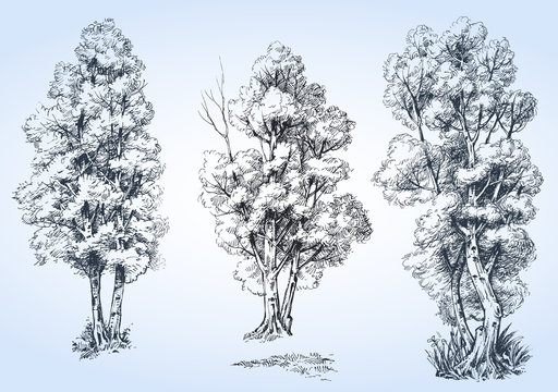 Isolated trees set, hand drawn detailed