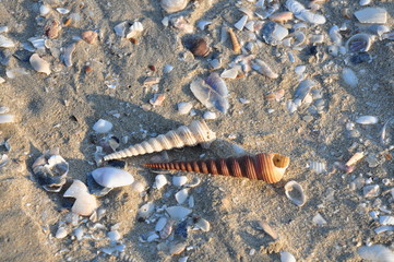 Two shell on sand look beautiful nature