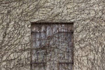 Fototapeta na wymiar old wooden door and wall overgrown by plants