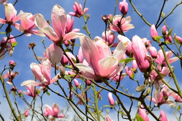 Obraz premium Magnolia Flowers with sky in background