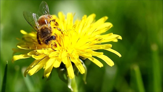 Honeybee going through a yellow dandelion flower covered in pollen