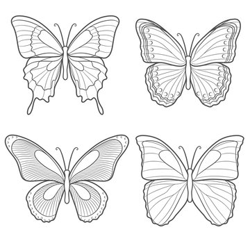 Set of vector butterflies. Isolated objects on white.
