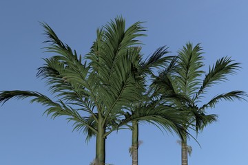 Obraz na płótnie Canvas Palm Tree Alexander Alexanderpalme Archontophoenix alexandrae. Nice 3D Rendering 