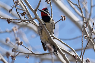 Yellow-bellied Sapsucker.