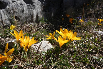 Blossom yellow crocuses 