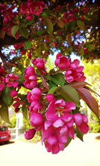 Malus purpurea Eleyi apple tree, purple flowers